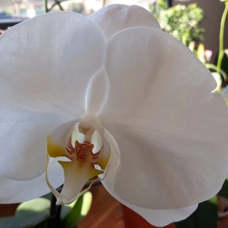 Orchidée, par Camomille Fleuriste Nomade, fleuriste à Rivières