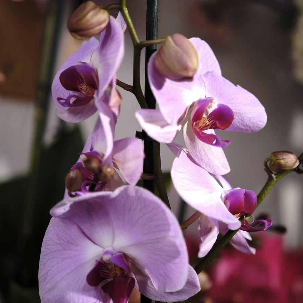 Phalaenopsis avec son cache pot, par Rêve d'orchidée, fleuriste à Quimper