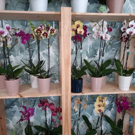 Orchidée 2 tiges avec cache-pot, par Fleurs Bonheur, fleuriste à Tullins