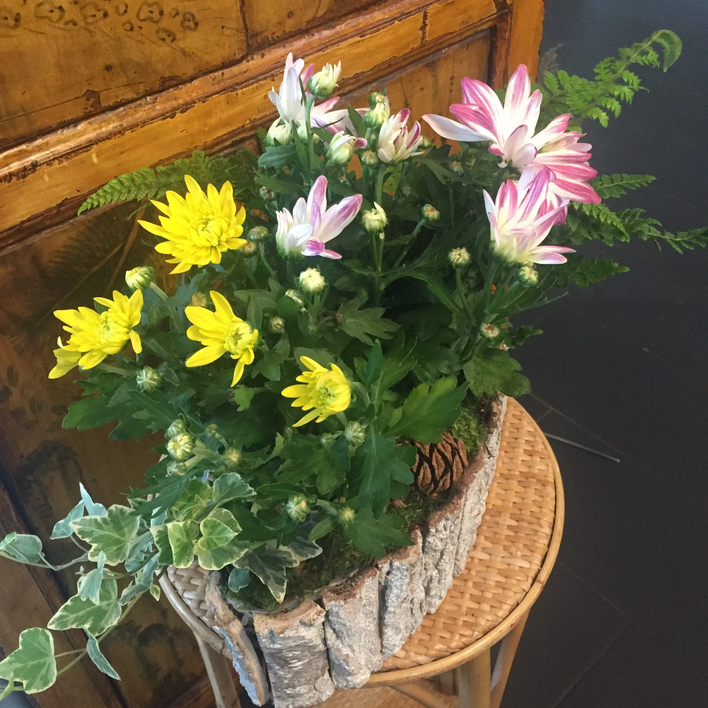 Barque de chrysanthèmes, par Hanakawa, fleuriste à Meudon