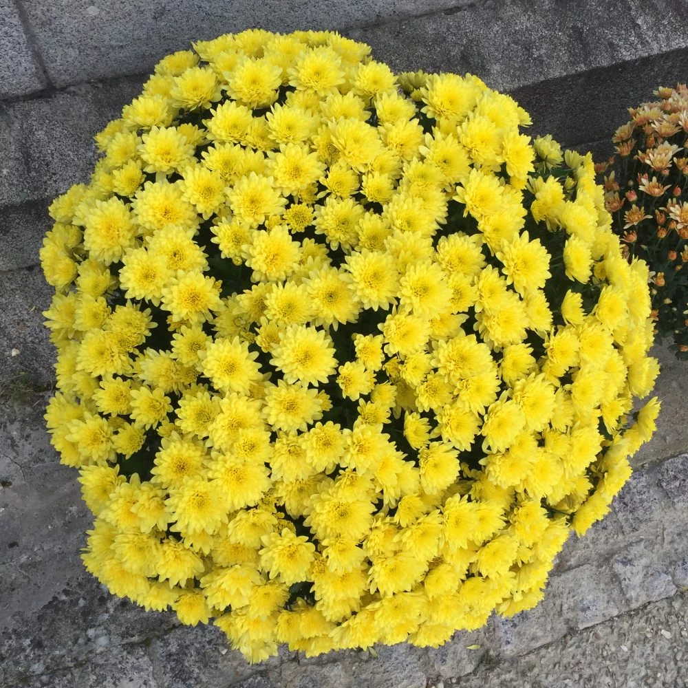 Chrysanthème JUMBO, par Hanakawa, fleuriste à Meudon