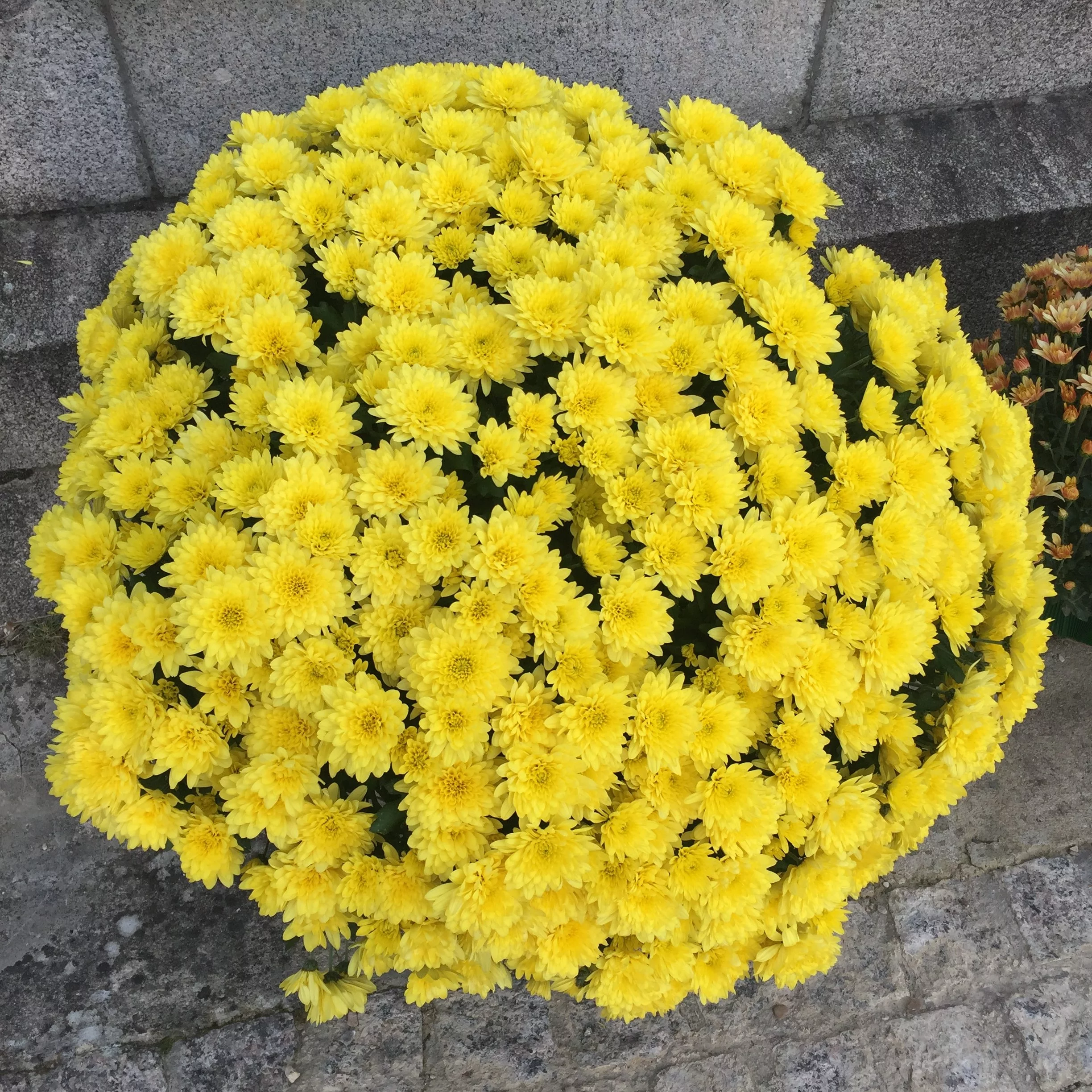 Chrysanthème JUMBO, par Hanakawa, fleuriste à Meudon