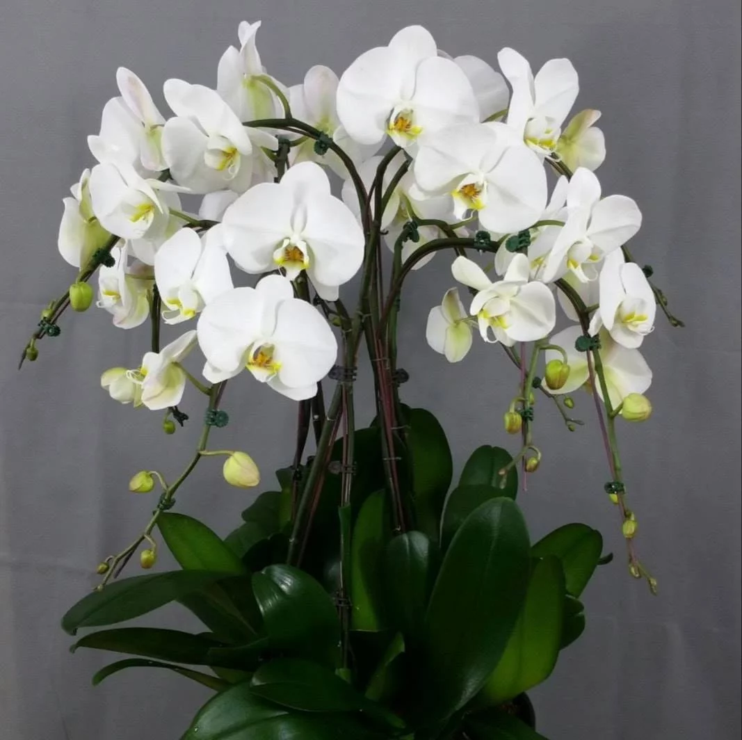 Livraison de fleurs Paray-Vieille-Poste et proximité, par L'Orchidée, artisan fleuriste