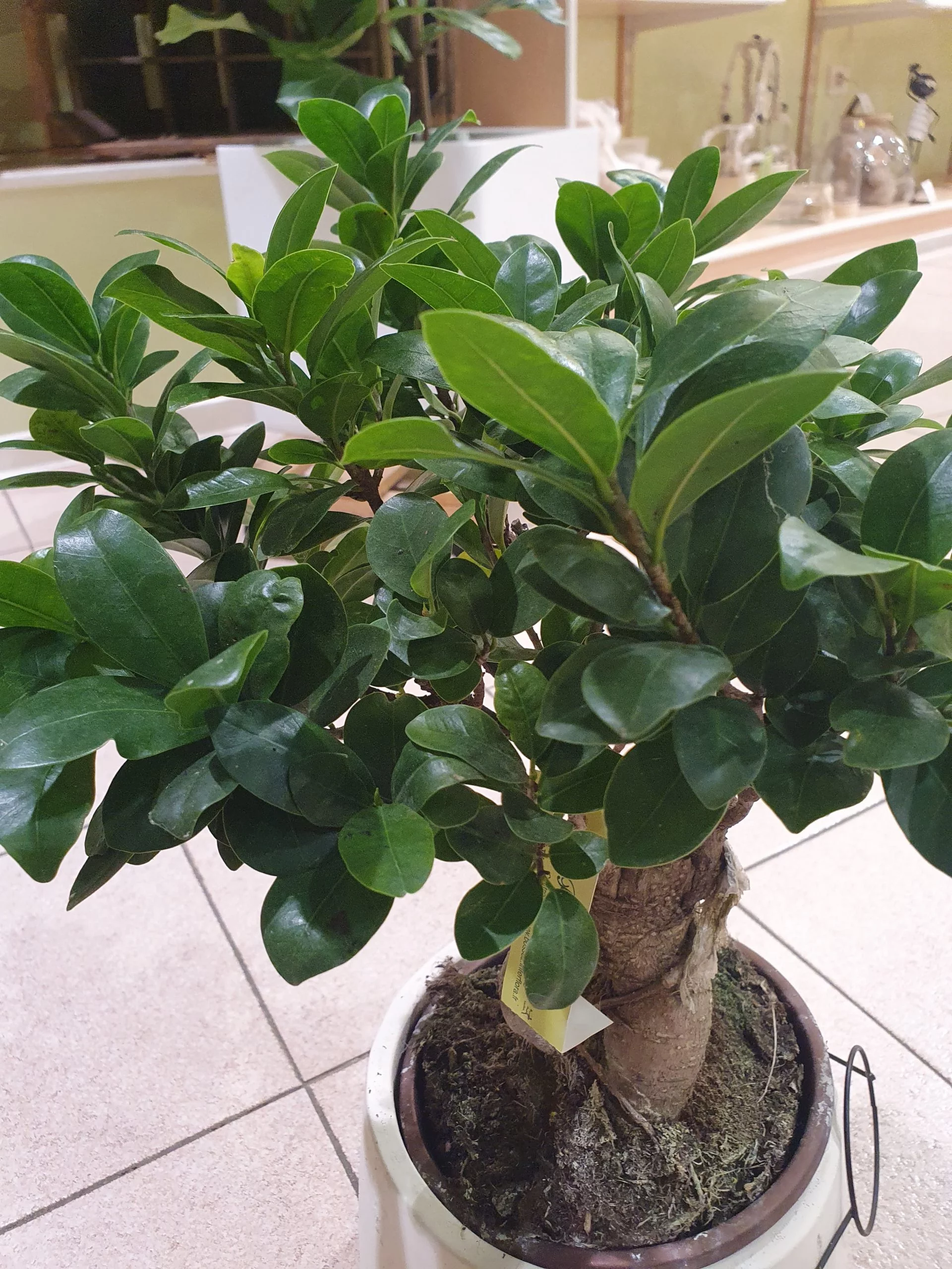 ficus ginseng, par Bossez Fleurs, fleuriste à Béziers