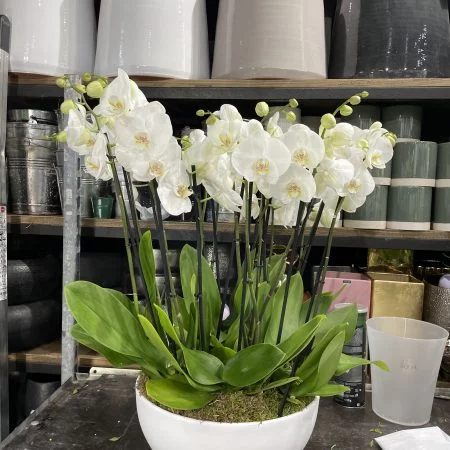 Composition d’orchidées, par Le Studio, fleuriste à Paris