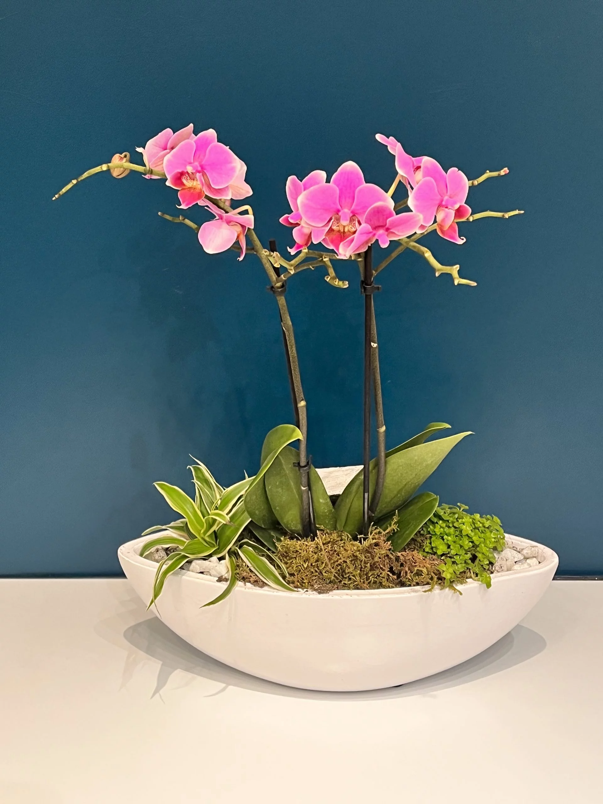 Composition Orchidée Phalaénopsis rose, par Cattleya, fleuriste à Toulouse