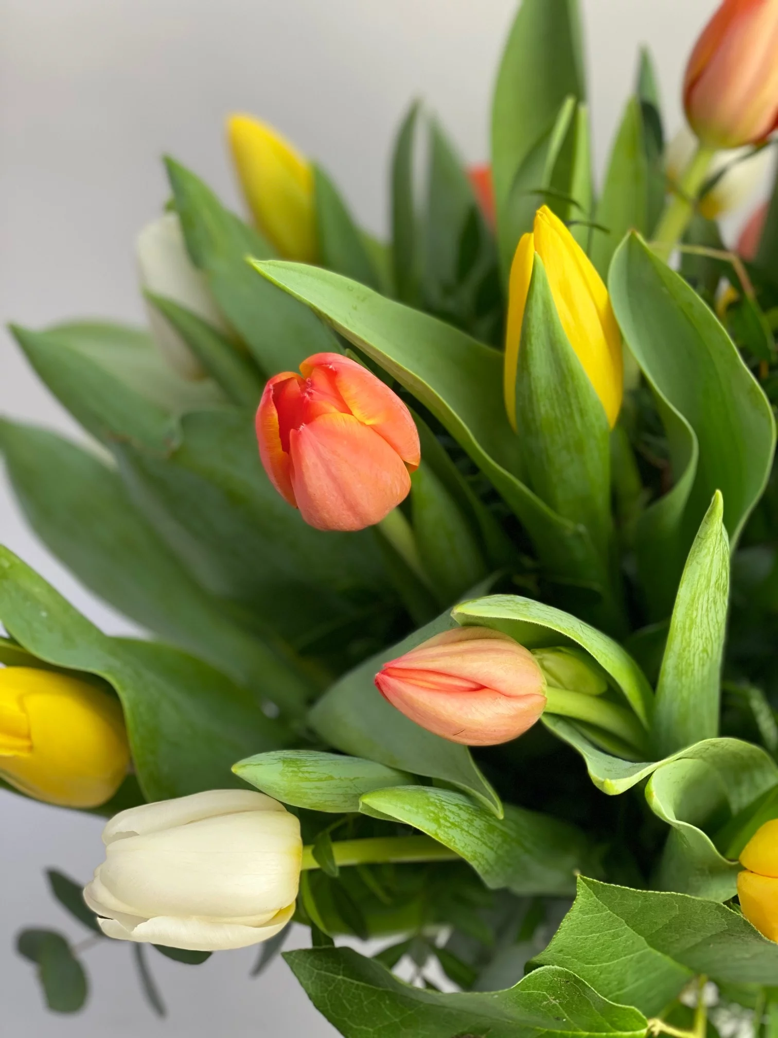 Bouquet de tulipes, par Fleurs Kammerer, fleuriste à Illkirch-Graffenstaden