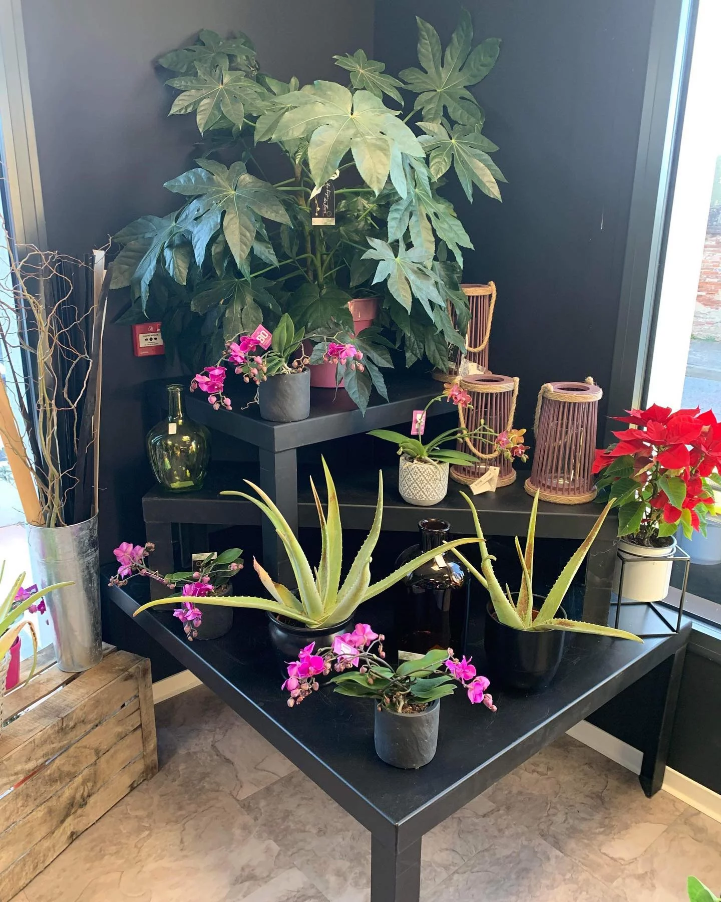 Livraison de fleurs Montauban et proximité, par Au temps des fleurs Montauban, artisan fleuriste