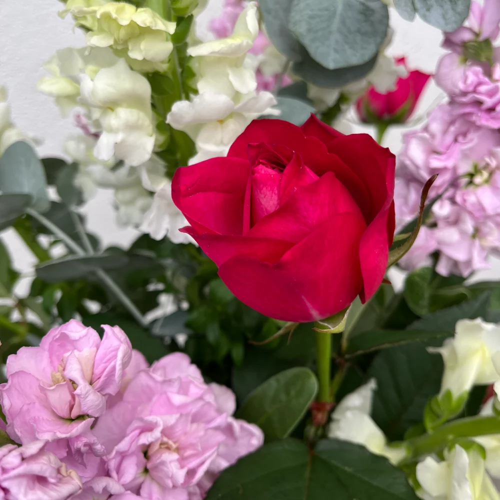 Brassée de fleurs du Midi coloré- Tiges moyennes, par Fleurs Kammerer, fleuriste à Illkirch-Graffenstaden