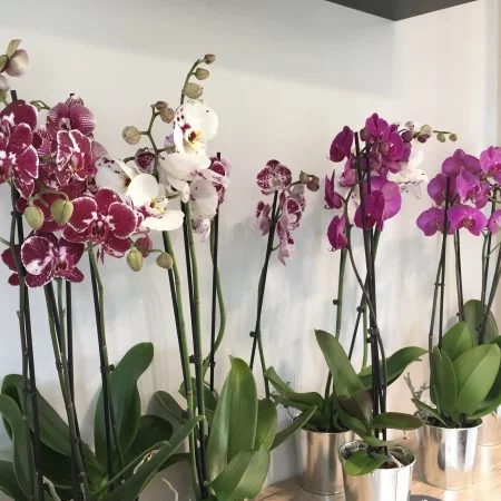 Orchidée de Echoppe Végétale, par Échoppe végétale, fleuriste à Messein