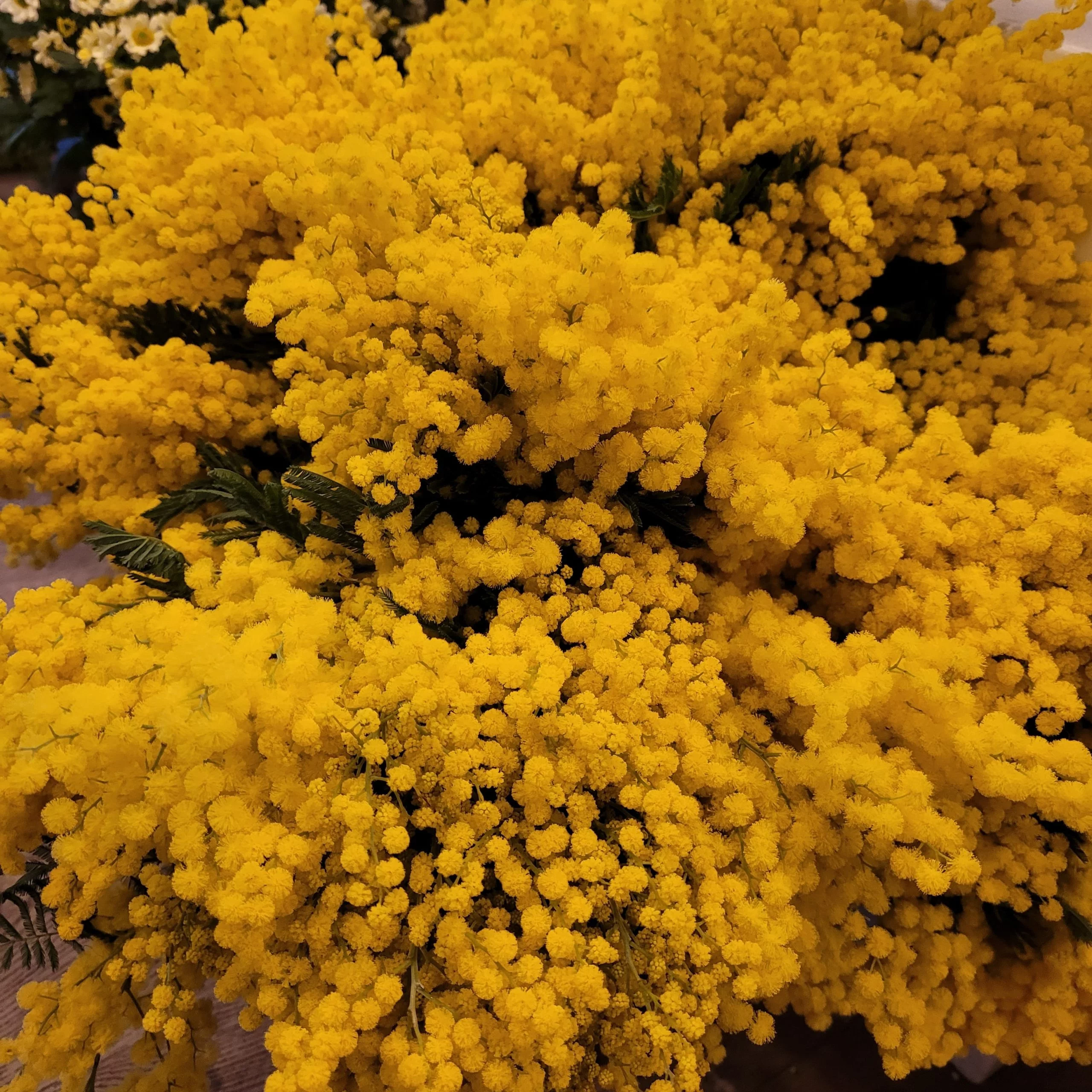 Bouquet de Mimosa, par Guillaume Dellesse, fleuriste à Paris