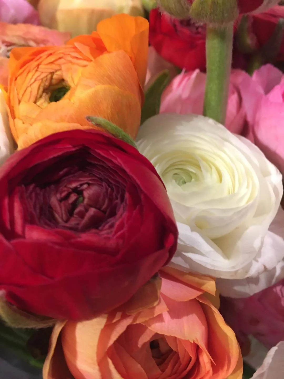 Renoncules à l’unité, par L'Atelier En Herbe, fleuriste à Bruxelles