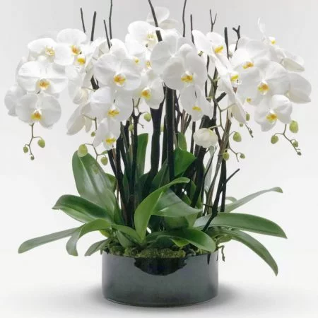 Orchidées Prestige, par Guillaume Dellesse, fleuriste à Paris