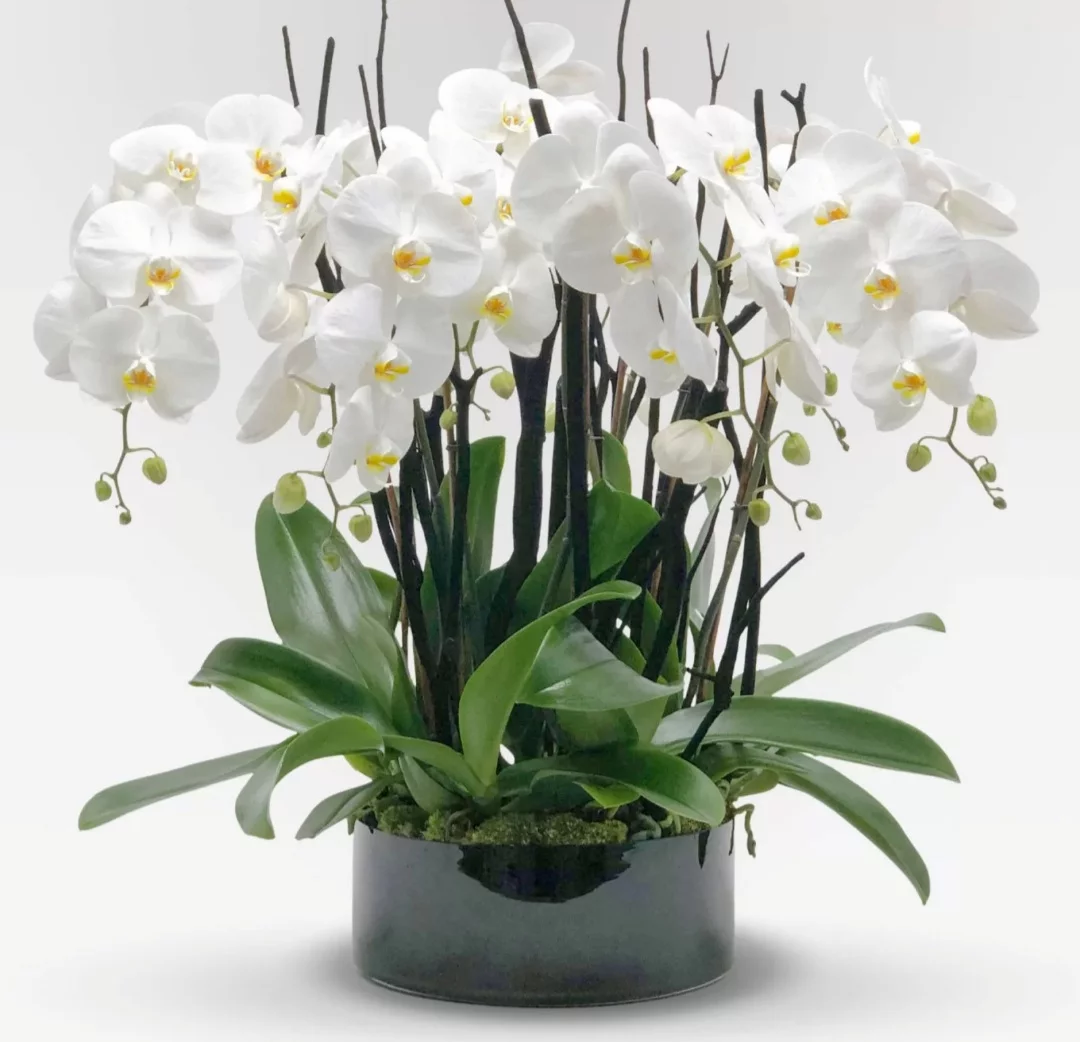 Orchidées Prestige, par Guillaume Dellesse, fleuriste à Paris