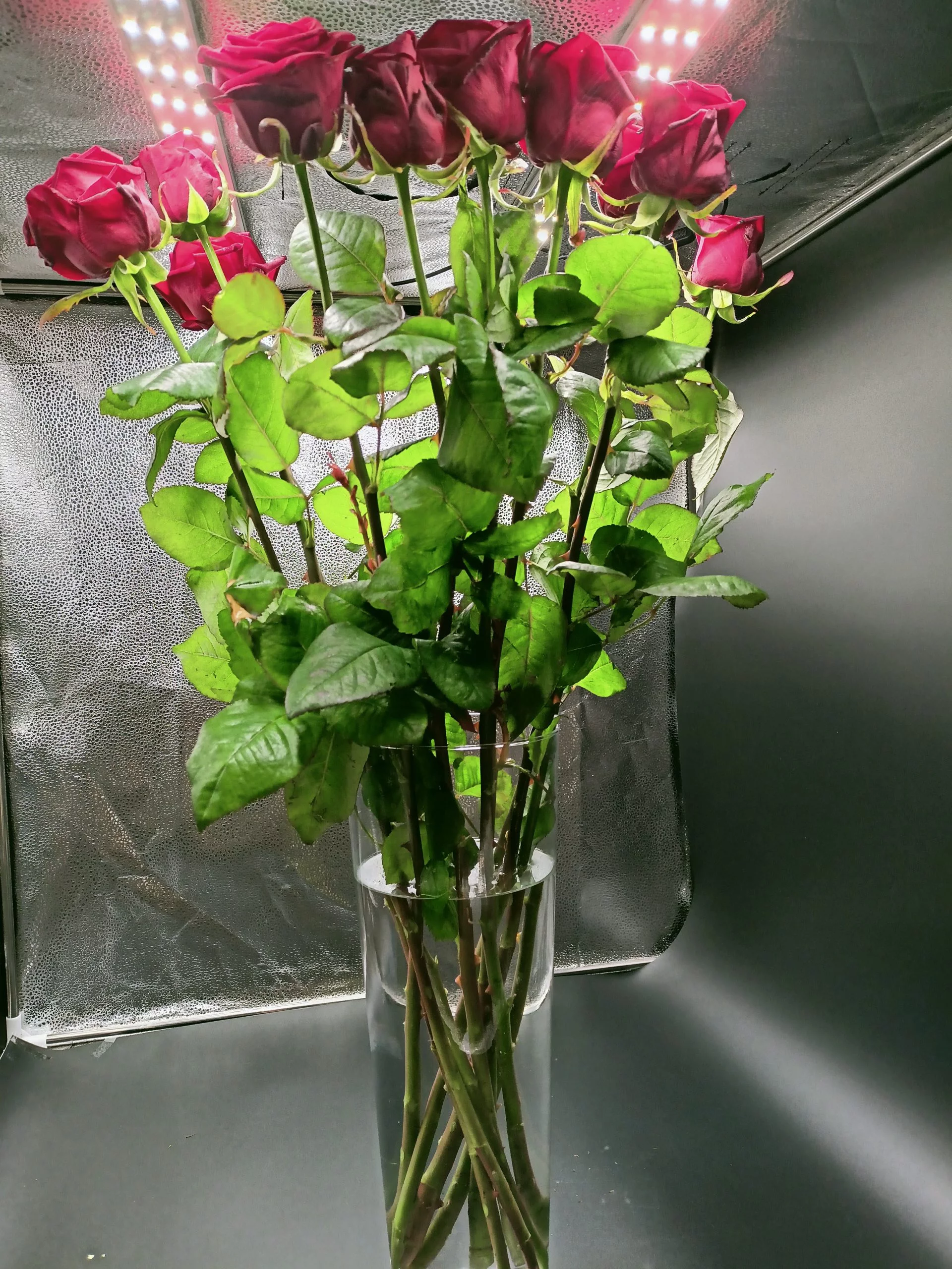 Rose rouge renne Naomi 80 CM, par Fleurs des îles, fleuriste à Grigny