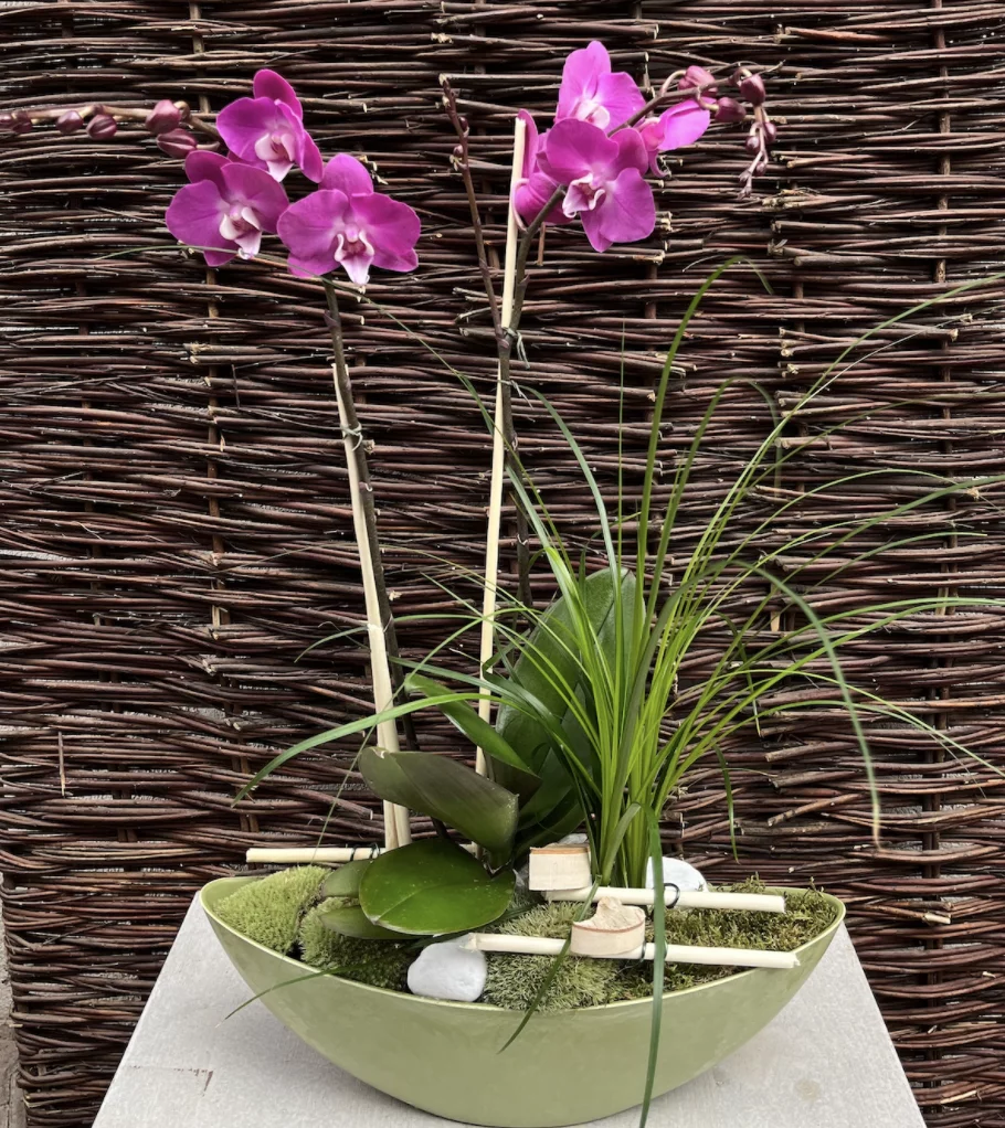 La composition plantée de Phalenopsis colorées, par Fleurs Kammerer, fleuriste à Illkirch-Graffenstaden