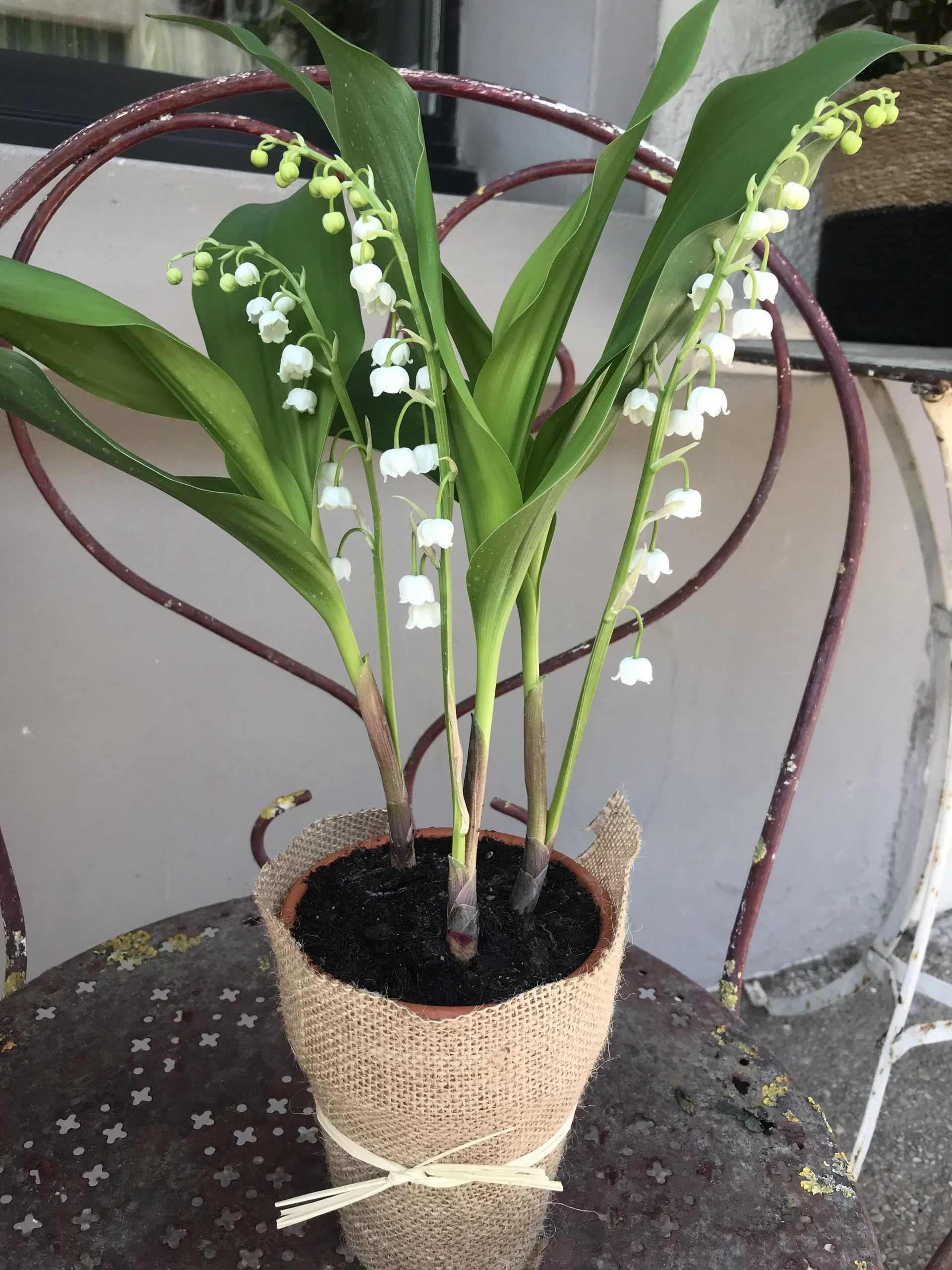 Muguet racines, par 15 Au Jardin, fleuriste à Bièvres