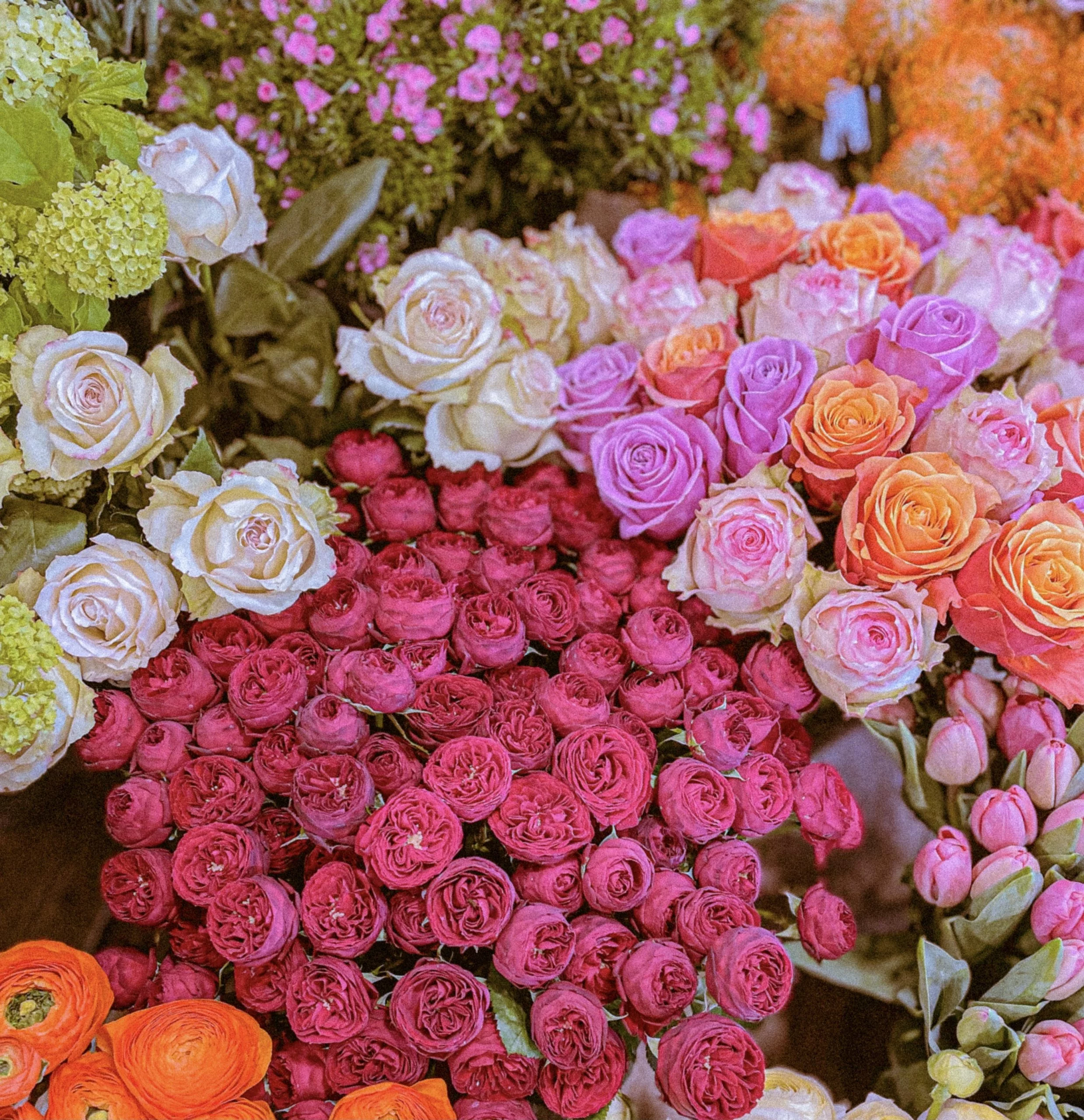 Roses de Acanthus, par Acanthus, fleuriste à Bègles