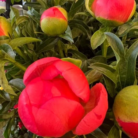 Pivoines - différents coloris disponibles, par La Rose d'Ispahan, fleuriste à Paris