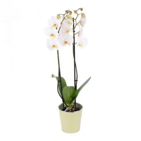 votre artisan fleuriste vous propose le bouquet : L'orchidée