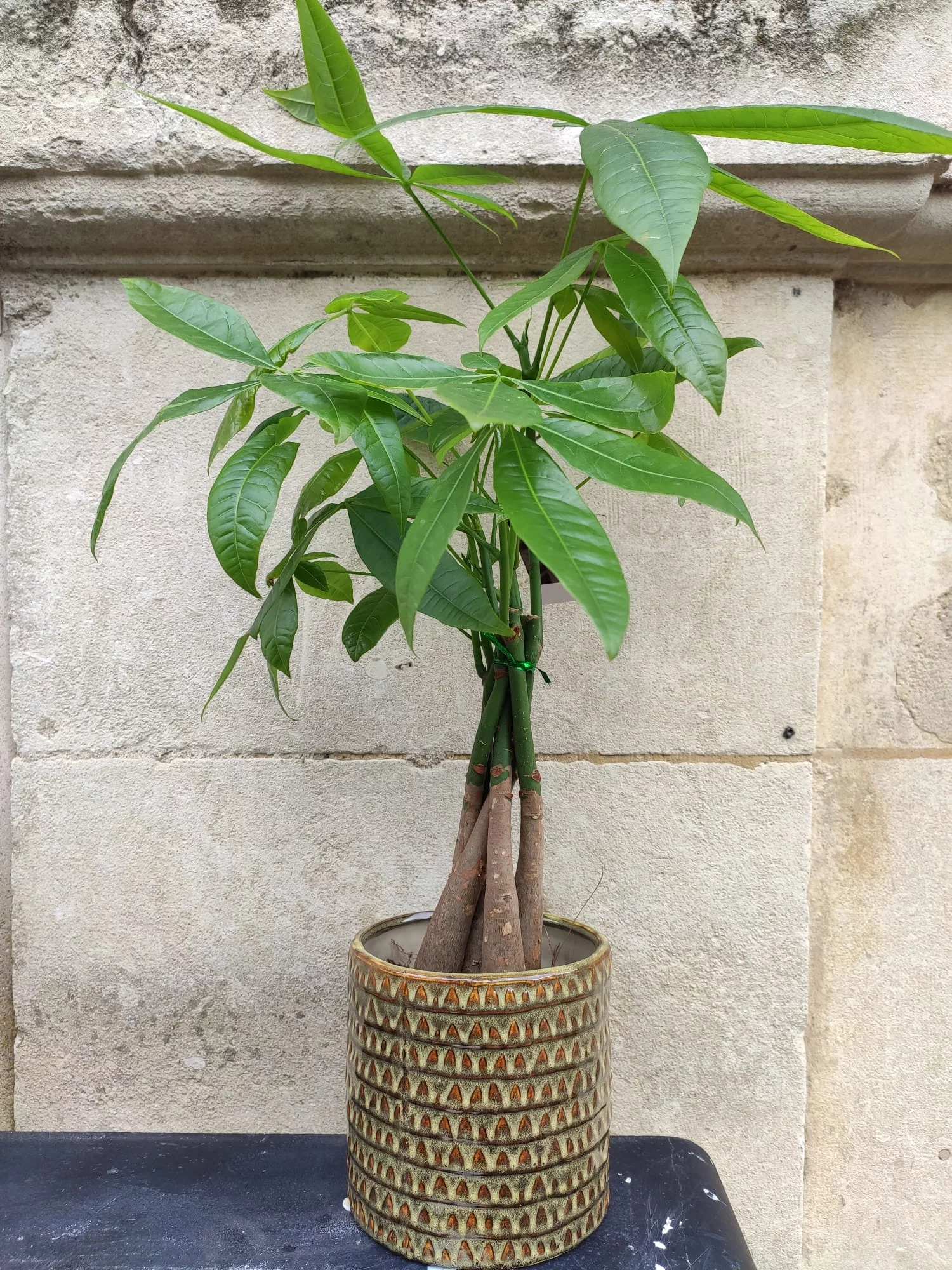 Pachira, par Atelier Armelle Alleton, fleuriste à Le Mans