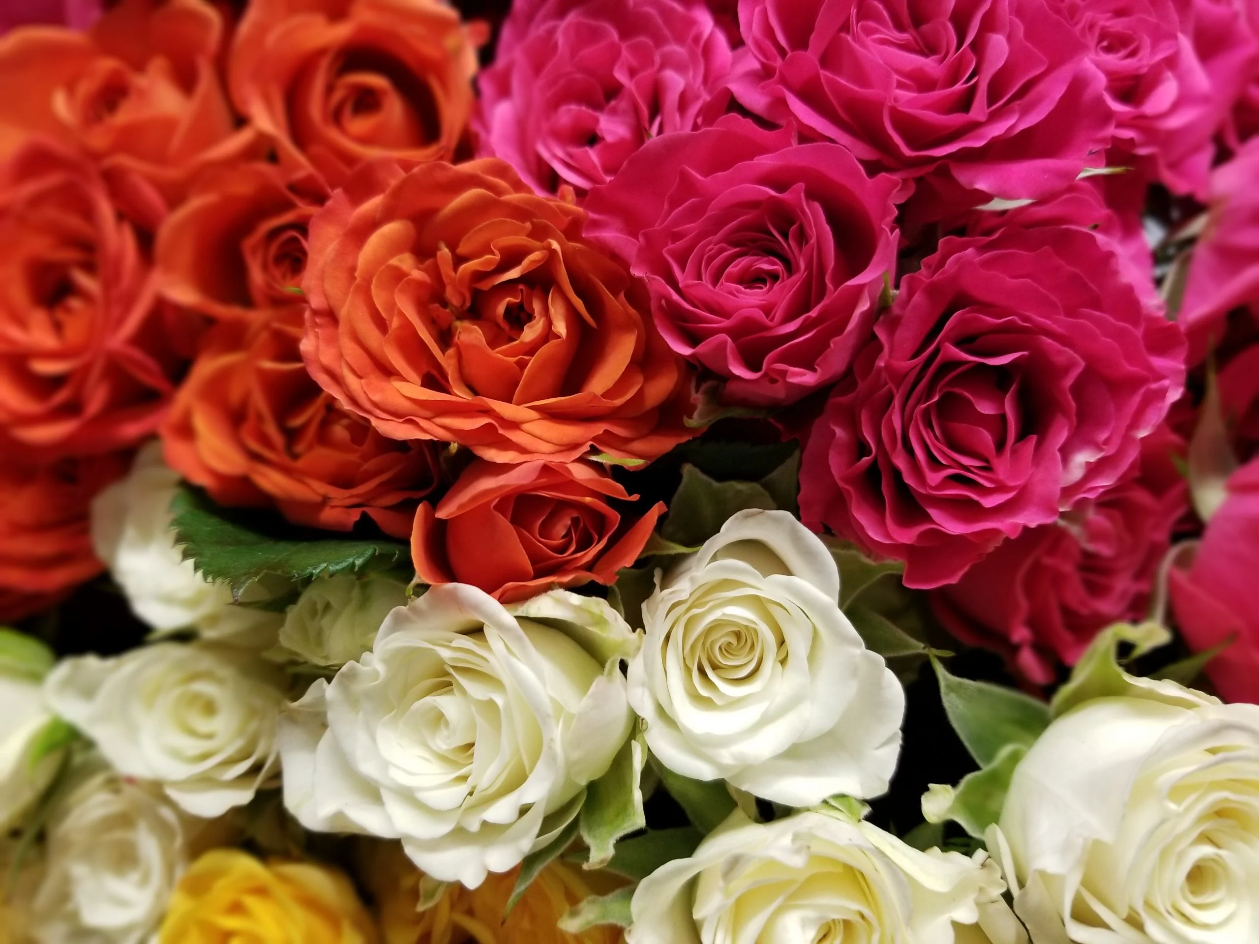 Bouquet de roses à la pièce, par Au fil des pétales, fleuriste à Saint-Geoire-en-Valdaine