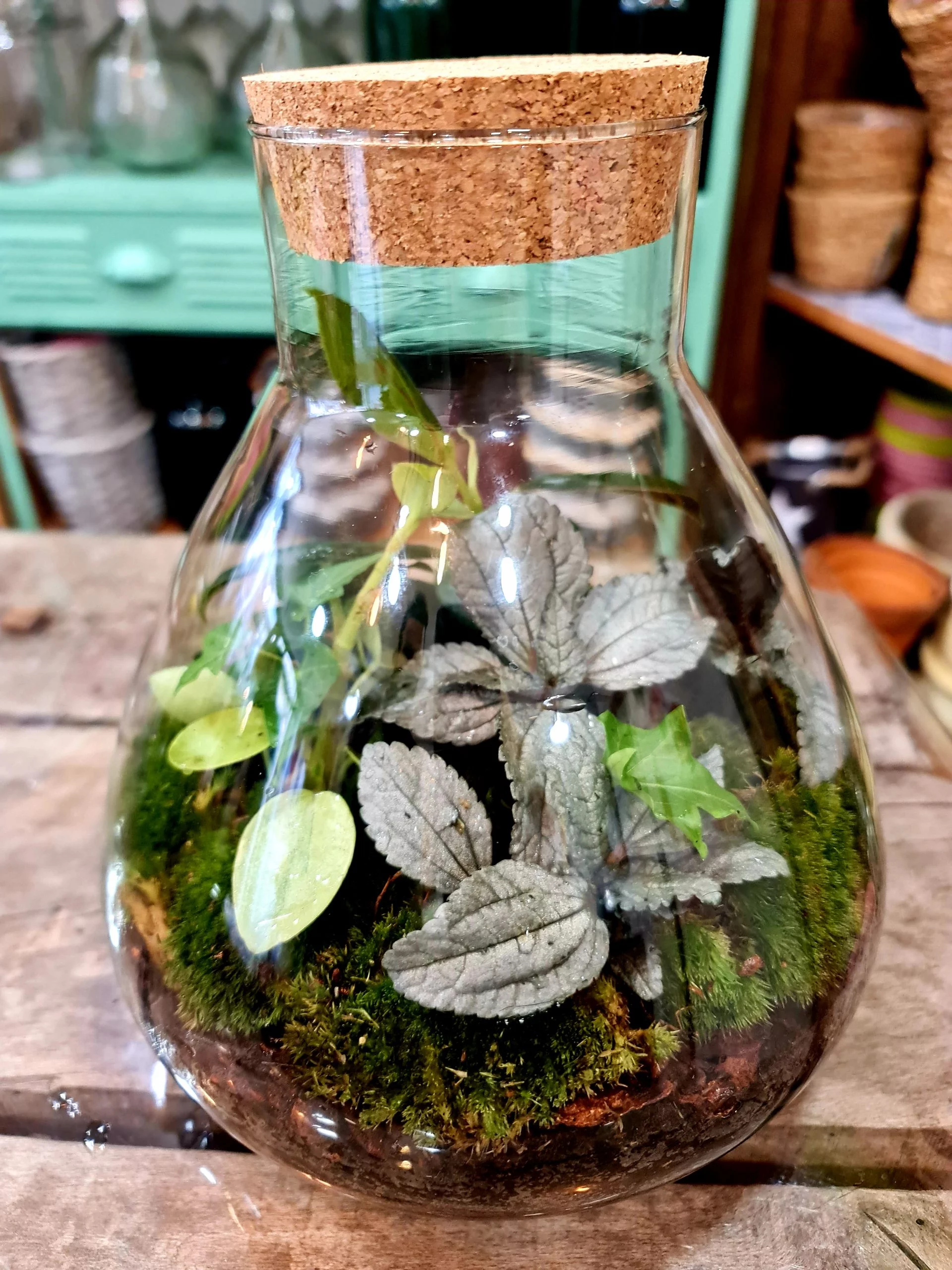 TERRARIUM, par Le Garden, fleuriste à Avignon