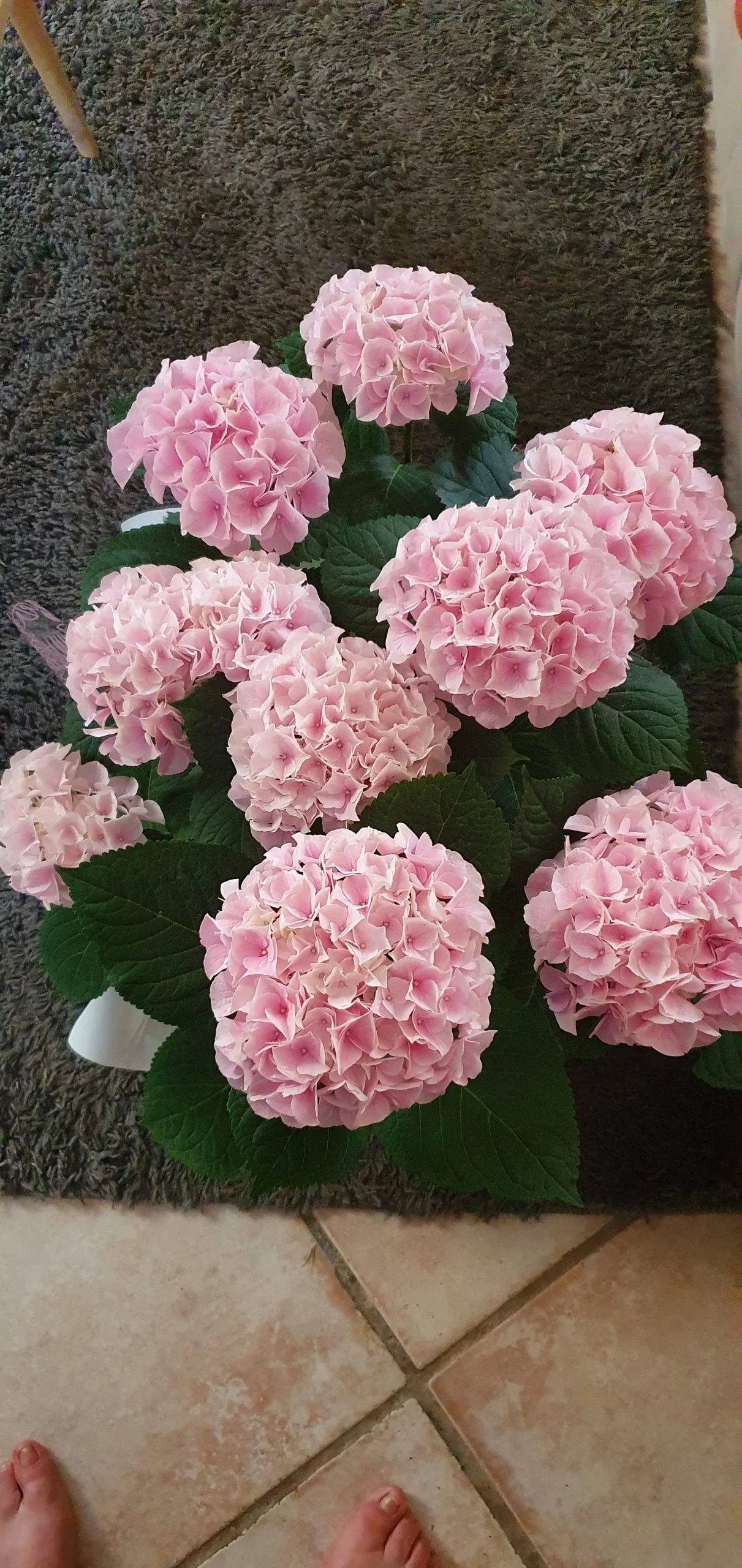 Plante fleurie, par La Boutique de Marie, fleuriste à Pézenas