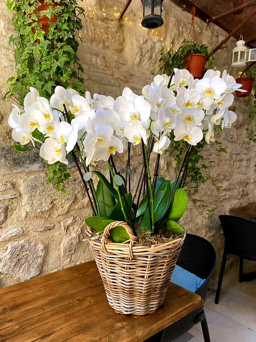 Festival de Phalaenospis, par Le Garden, fleuriste à Avignon