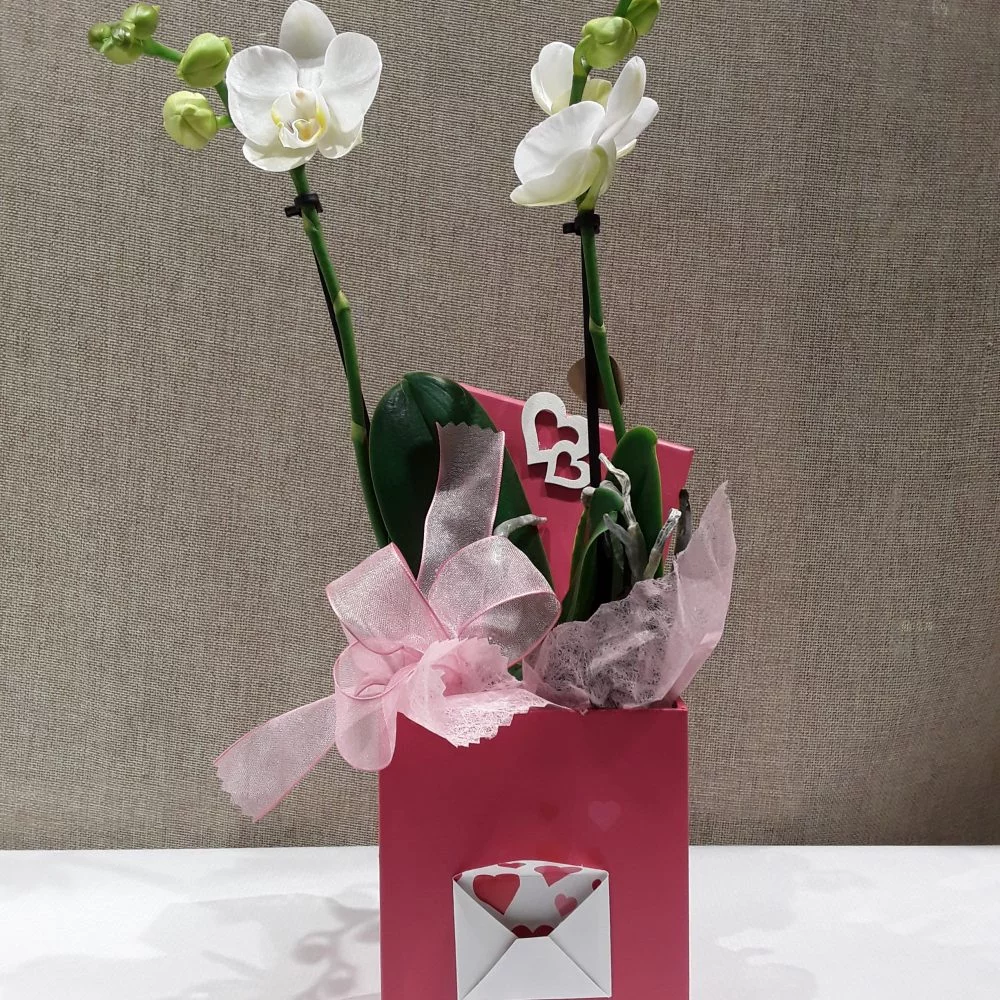 orchidée en boite pour la fête des mères, par Tropix Hautepierre, fleuriste à Strasbourg