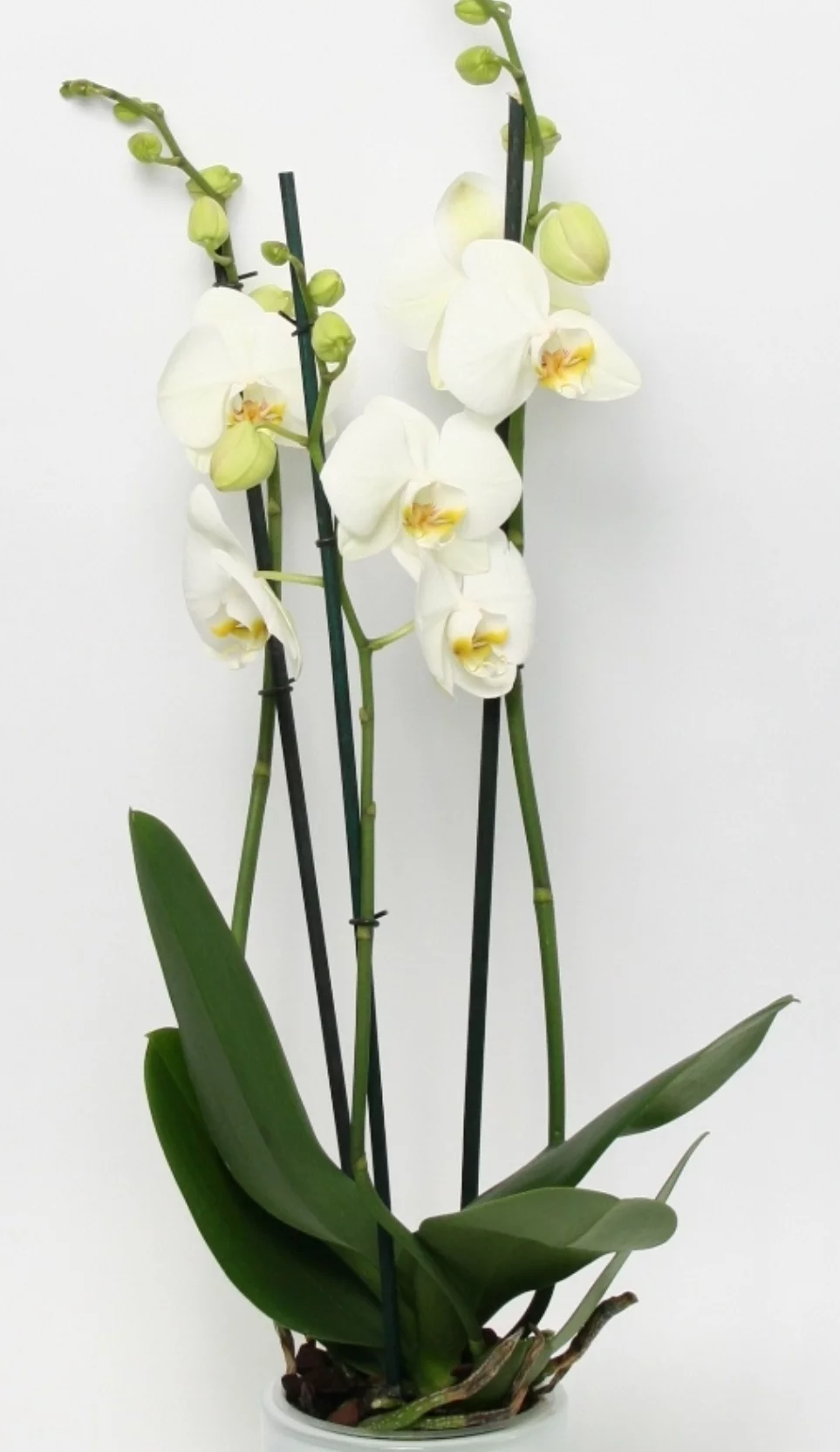 Phalaenospis Blanche, par Le Garden, fleuriste à Avignon
