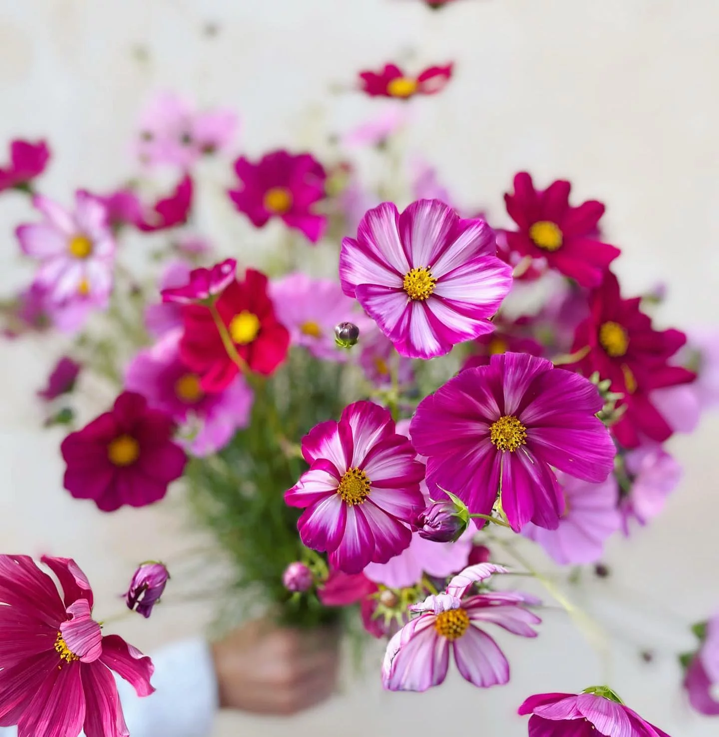 Livraison de fleurs Meudon et proximité, par Rose Et Chardon, artisan fleuriste