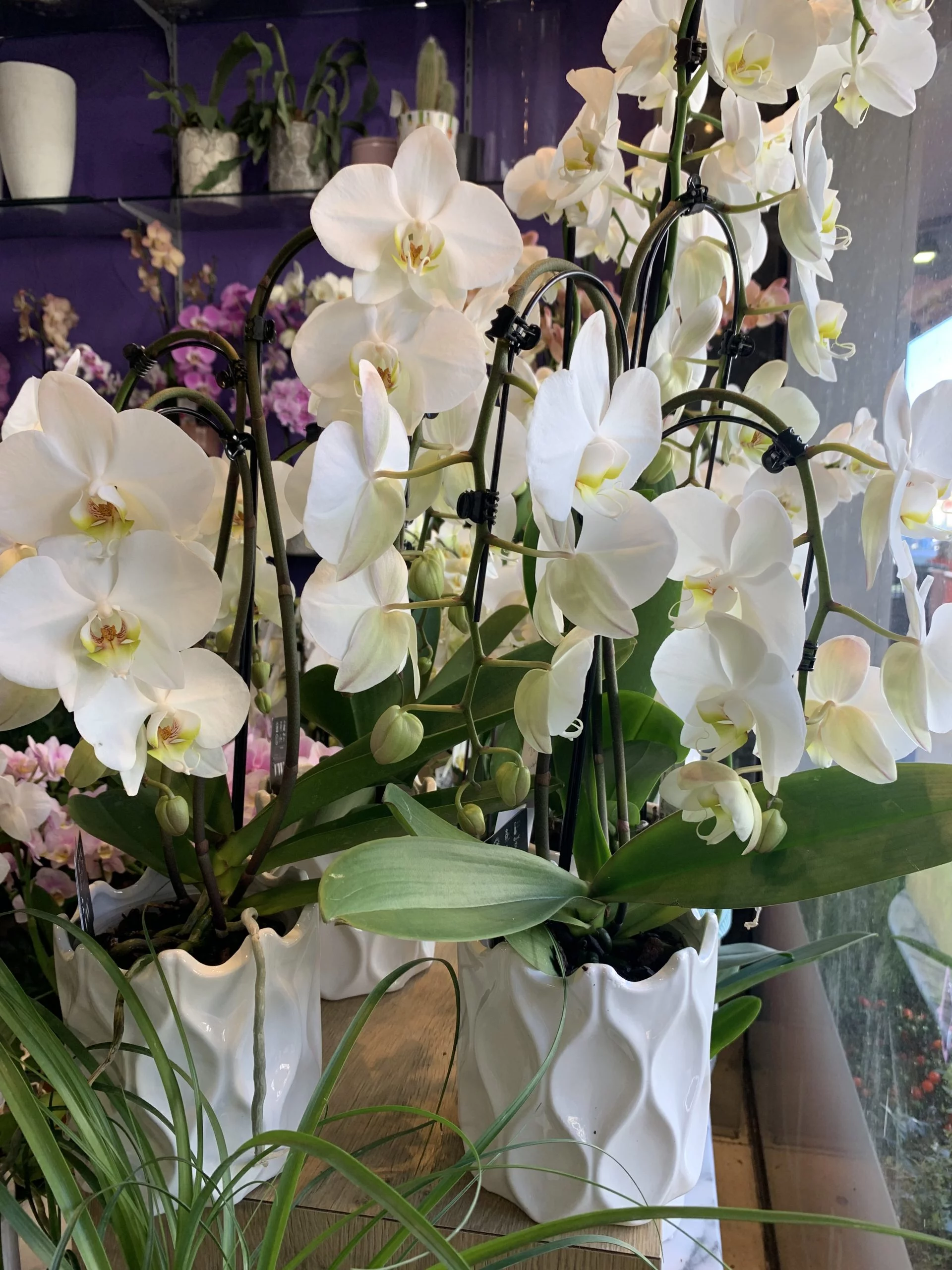 ORCHIDÉE PHALENOPSIS, par Julius Artisan Fleuriste, fleuriste à Toulouse