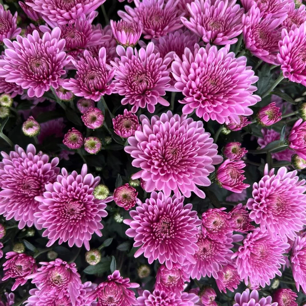 Chrysanthèmes, par Claudie, fleuriste à Beautiran