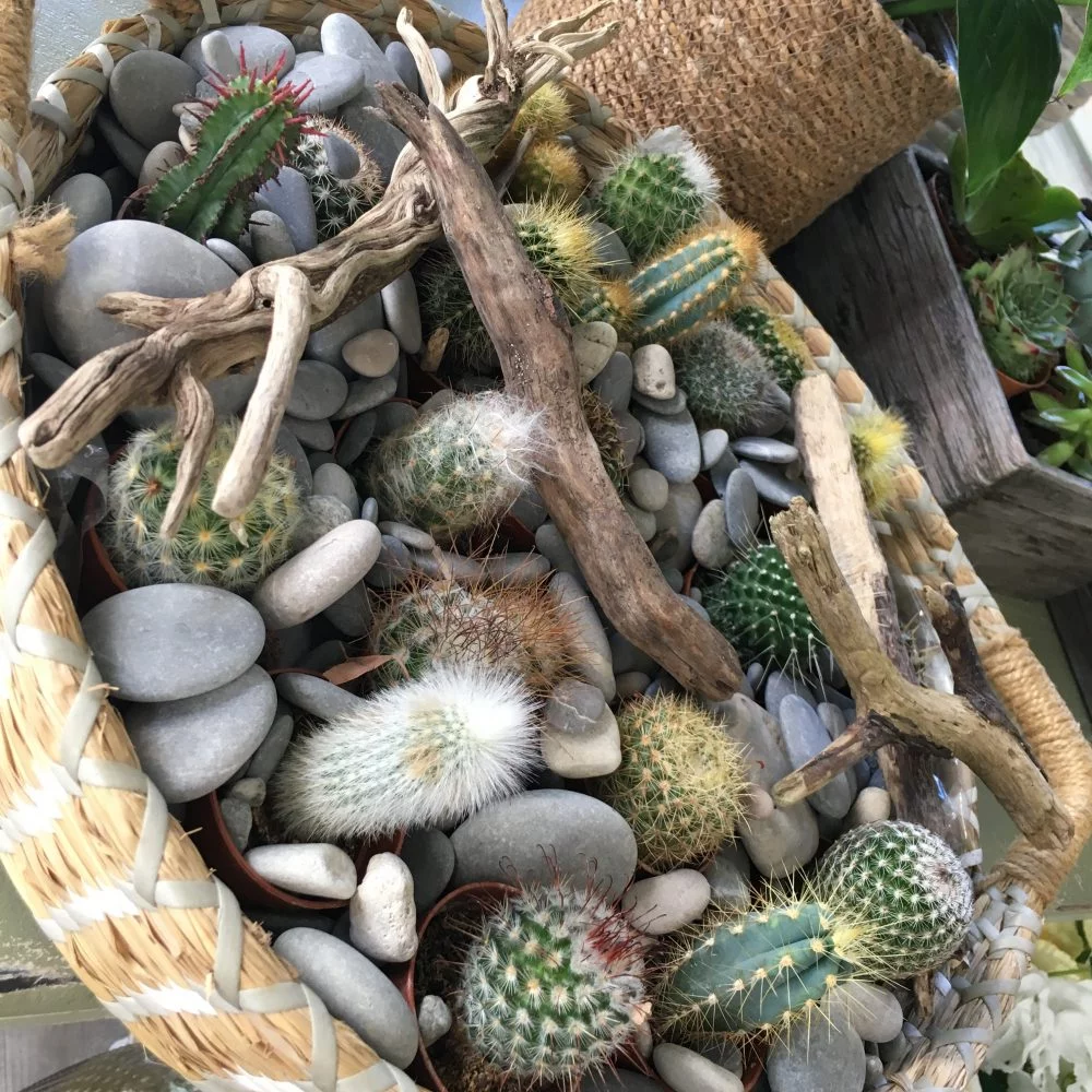 Plante Verte Ou Succulente, par Magnolia Fleuriste, fleuriste à Antibes