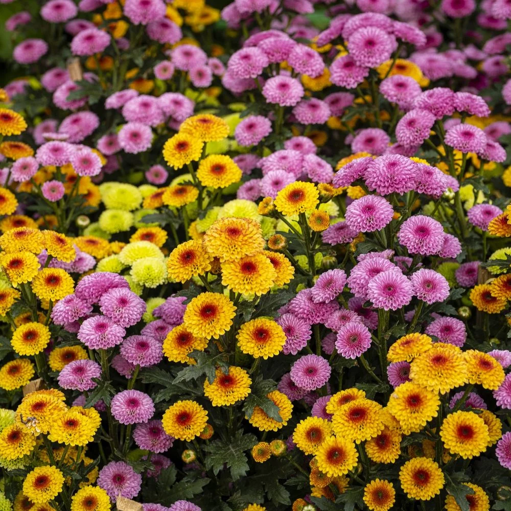 Chrysanthèmes, par Au langage des fleurs, fleuriste à La Roche-sur-Foron