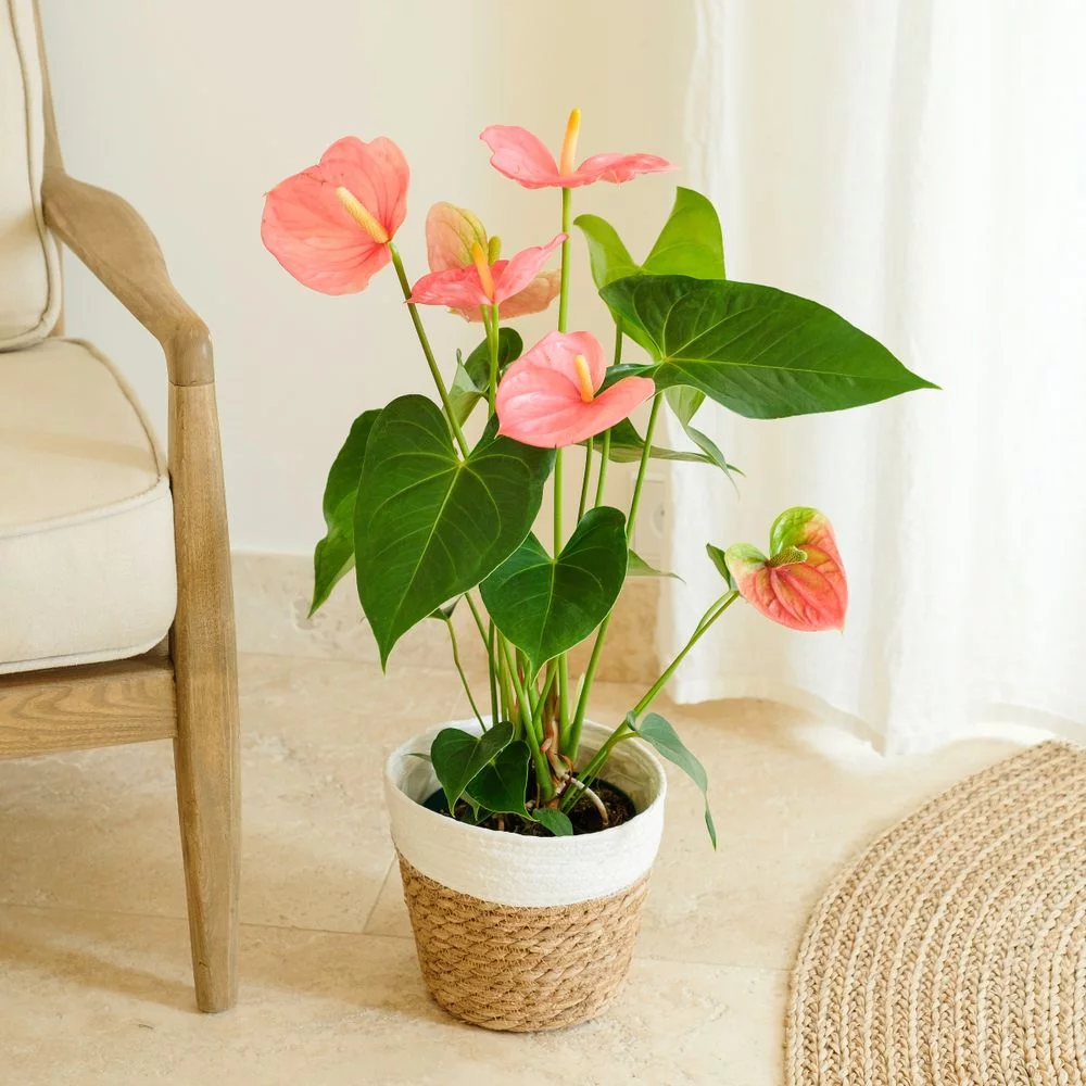 Plante Anthurium, par Duo de Fleurs, fleuriste à Toulon