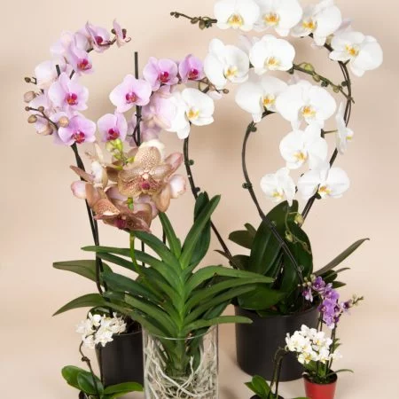 Orchidée blanche 3 tiges 70/80 cm, par Elyfleur, fleuriste à Paris