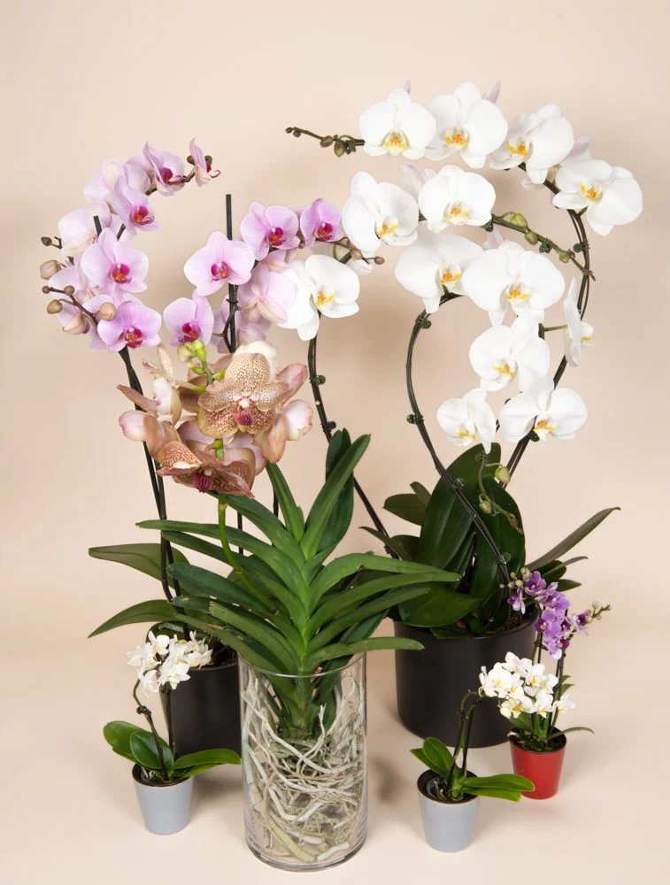 Orchidée blanche 3 tiges 70/80 cm, par Elyfleur, fleuriste à Paris