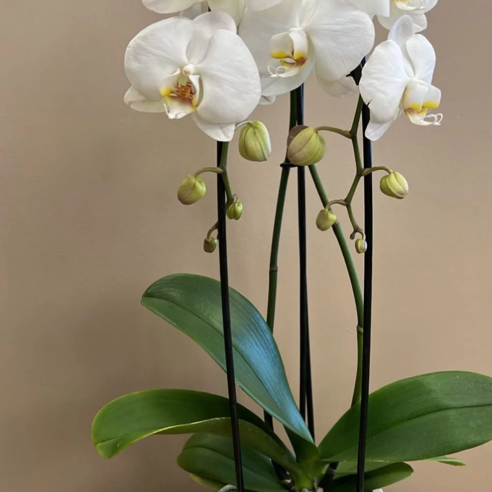 Orchidée Blanche, par Langage Des Fleurs, fleuriste à Bastia