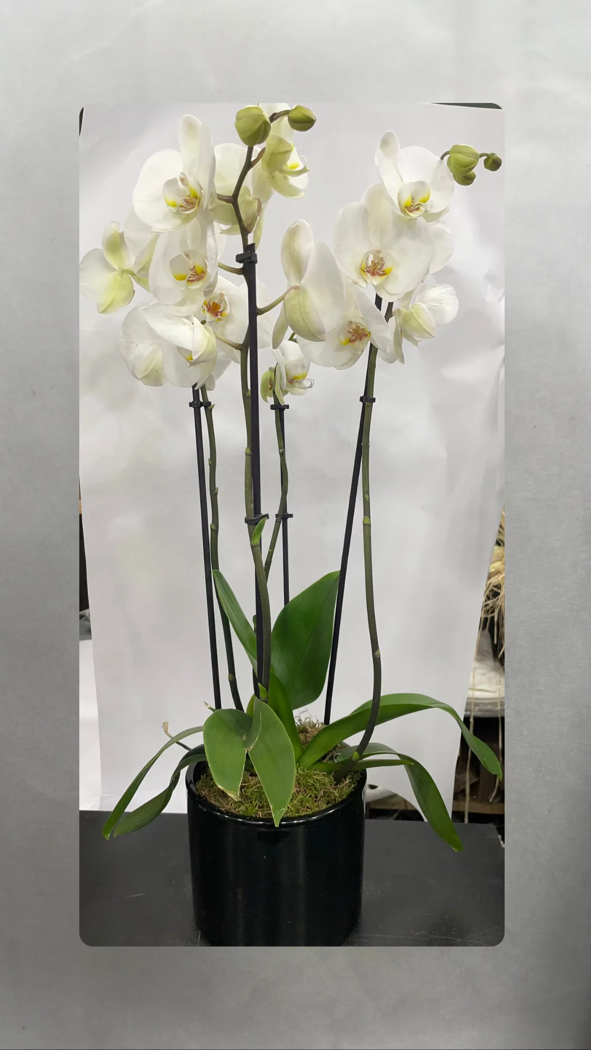 Orchidées, par Le Studio, fleuriste à Paris