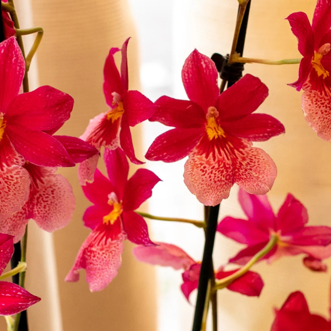 Orchidées - Livraison de bouquets de fleurs par vos fleuristes préférés