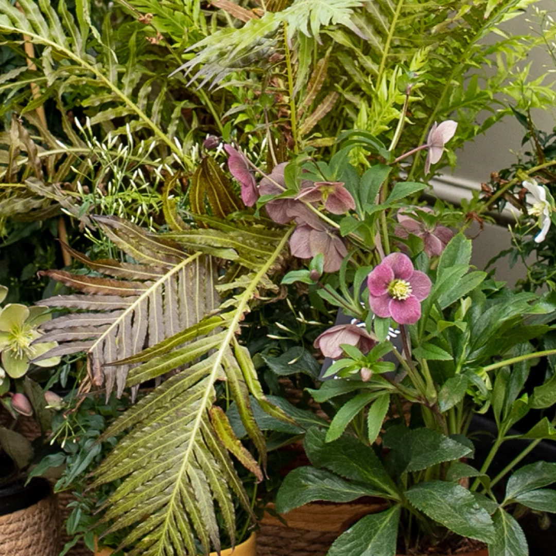Plantes - Livraison de bouquets de fleurs par vos fleuristes préférés