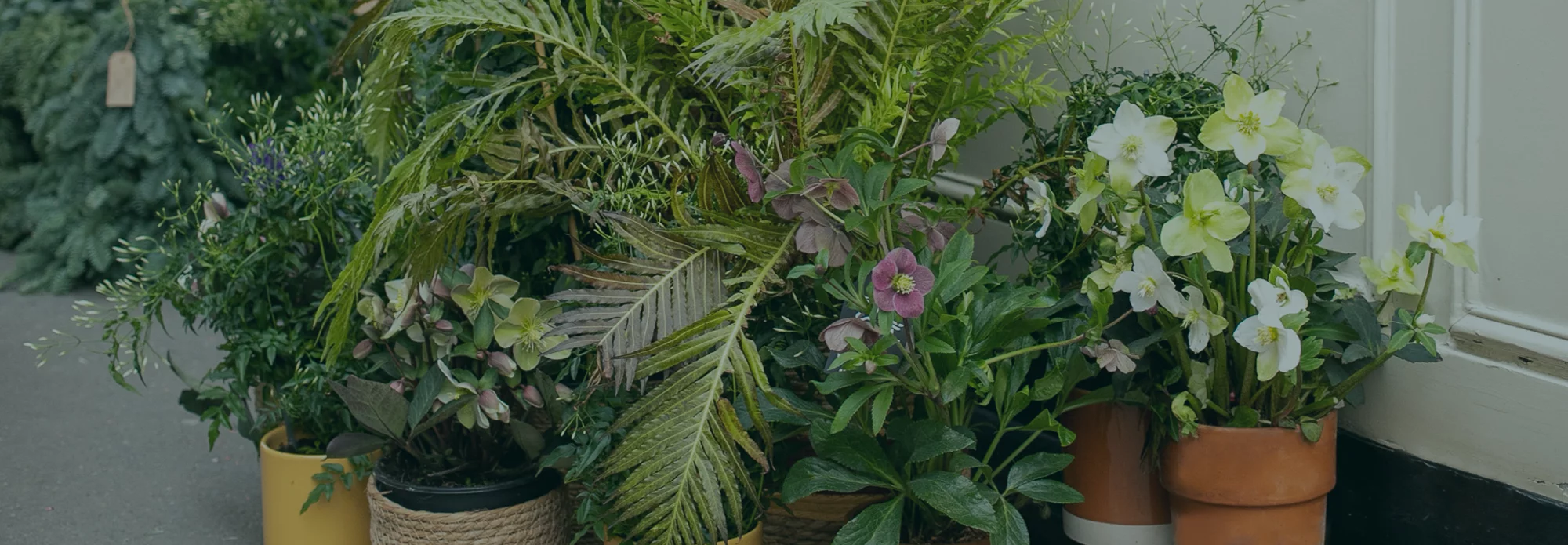 Les plus belles plantes d'Anniversaire livrées par votre artisan fleuriste