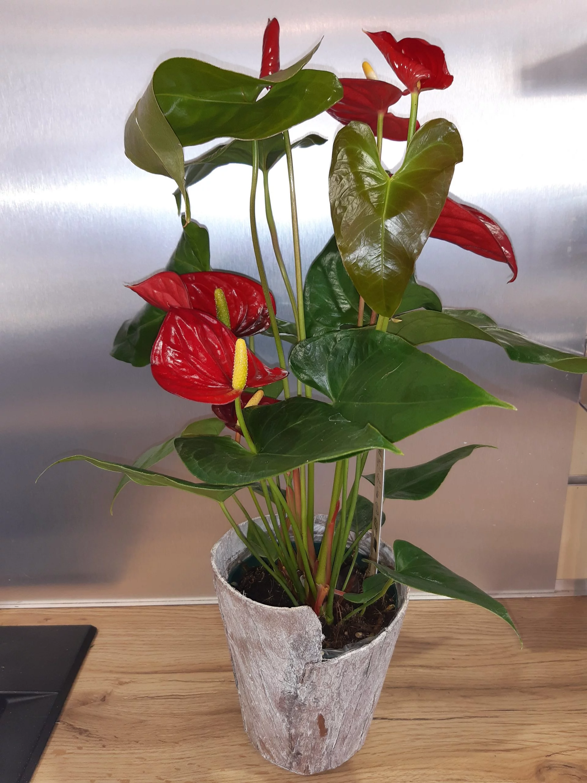 Anthurium rouge accompagné de son cache-pot, par Le Jardin D'Elise, fleuriste à Clermont-Ferrand