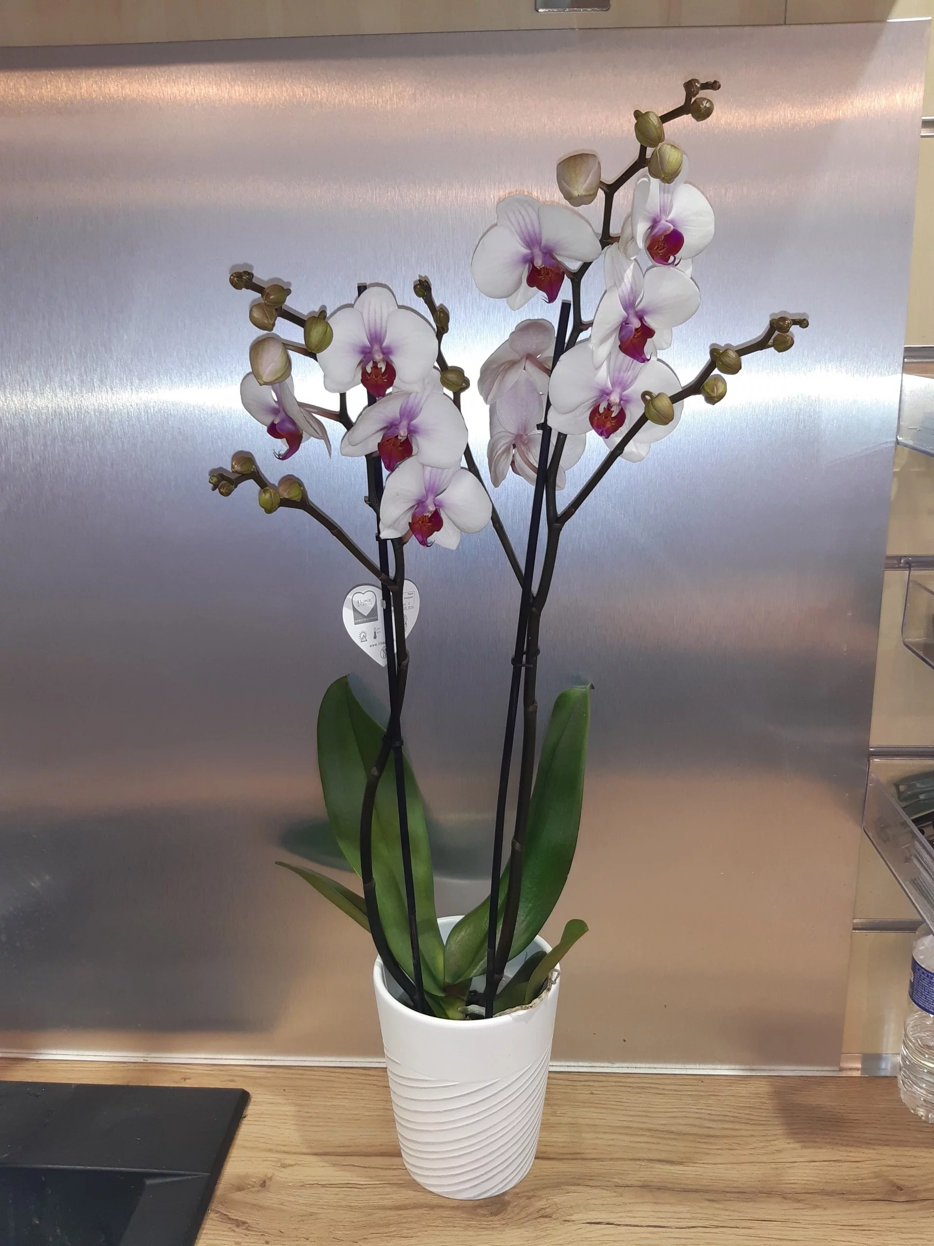 Phalenopsis 2 branches avec cache-pot céramique, par Le Jardin D'Elise, fleuriste à Clermont-Ferrand