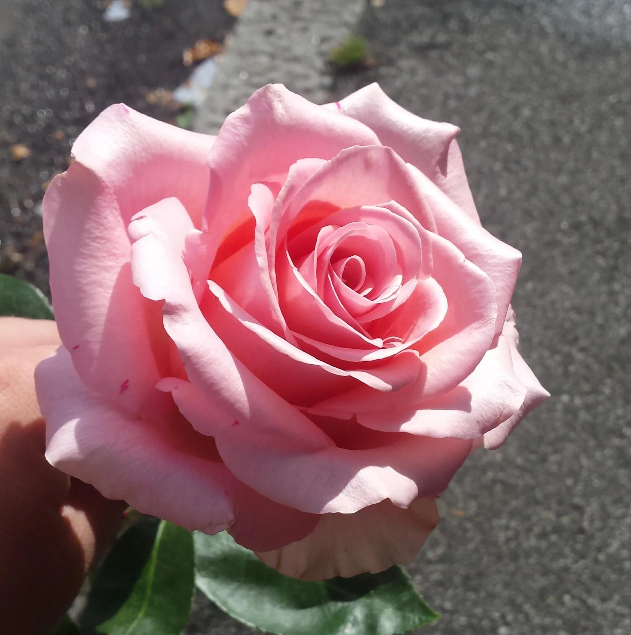 Livraison de fleurs Le Havre et proximité, par Fleurs de Lotus, artisan fleuriste