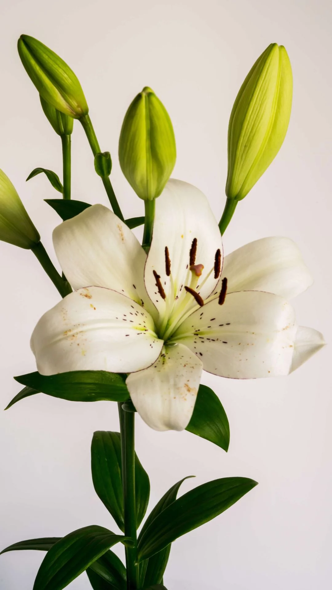 Bouquet de lys, par Le Studio, fleuriste à Paris
