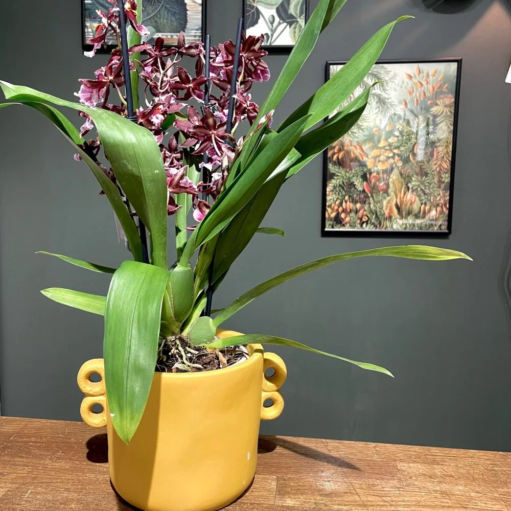 Orchidée avec pot, par La Maison Fleurie, fleuriste à Douai