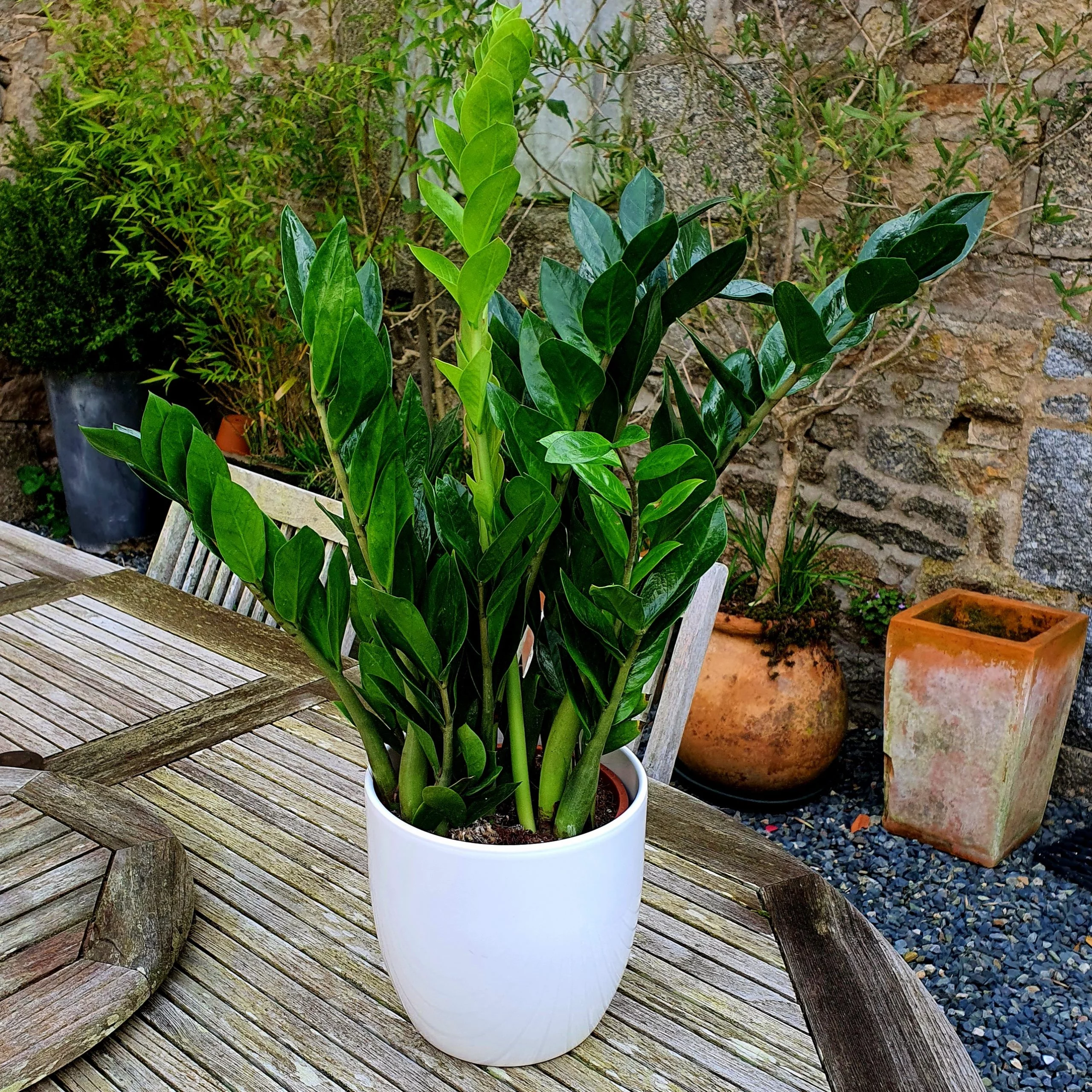 Zamioculcas, par Cannelle Fleurs, fleuriste à Bégard